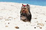 YORKSHIRE TERRIER 129